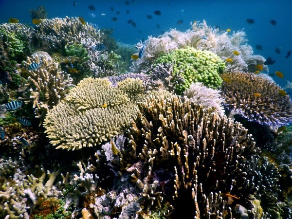 Coral reef "bright spots" are teeming with fish populations despite damaged coral reefs.