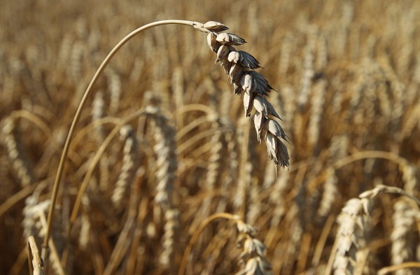 Farmers Conclude Grain Harvest
