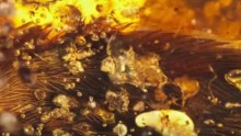 100 Million Year old Bird Wing trapped in Amber