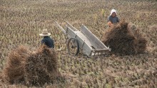 Chinese Farmers Start Autumn Harvest Of Rice