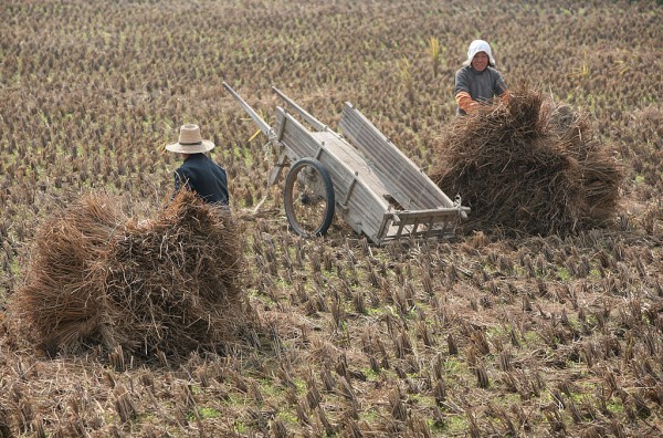 Chinese Farmers Start Autumn Harvest Of Rice