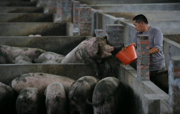 Pigs in China