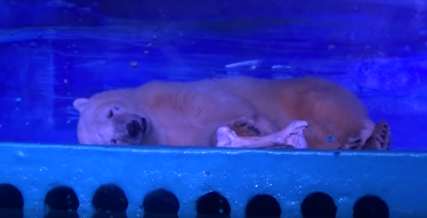 Animals Asia is campaigning to shut down an exhibit in a Chinese mall featuring a lone polar bear in a small indoor enclosure