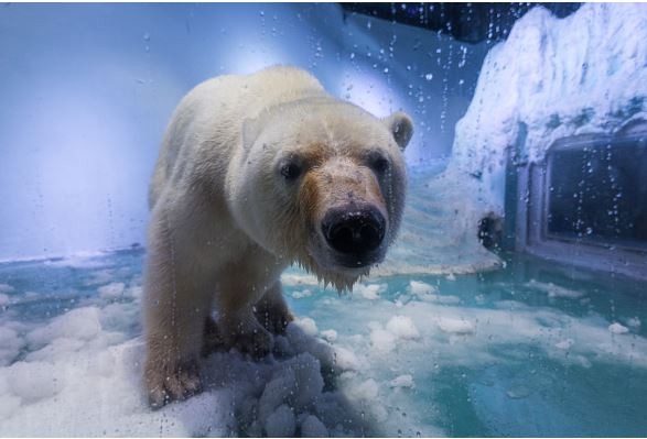 The Only Polar Bear In Guangzhou