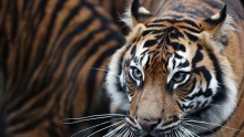 A tiger was filmed ripping the bumper off a Chinese couple's car in the same Beijing wildlife park that a woman was killed by the big cats weeks earlier.