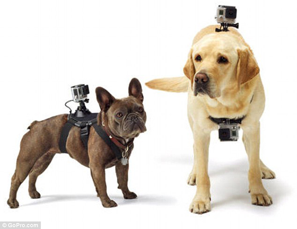 The GoPro Fetch Mount