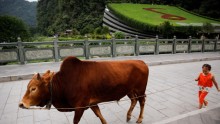China Beef Imports