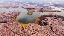 Aerial View Of Sea Of Flowers In Guiyang