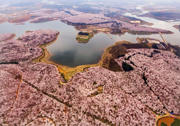 Aerial View Of Sea Of Flowers In Guiyang