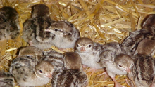 Chukar Patridge Chicks