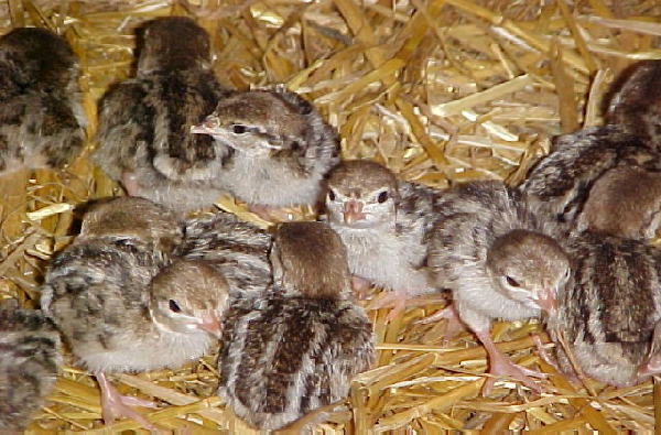 Chukar Patridge Chicks