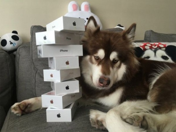 Coco the Alaskan malamute dog of Wang Sicong, the son of China’s richest man Wang Jianlin, lounging on a stack of eight iPhone 7s.