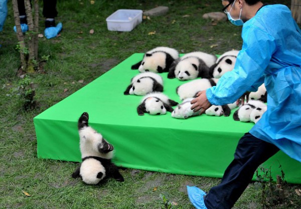 These 23 adorable panda cubs are all under 4 months old.