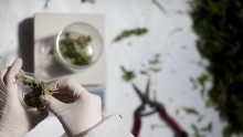 A worker packs cannabis at the growing facility of the Tikun Olam company on March 7, 2011 near the northern city of Safed, Israel.