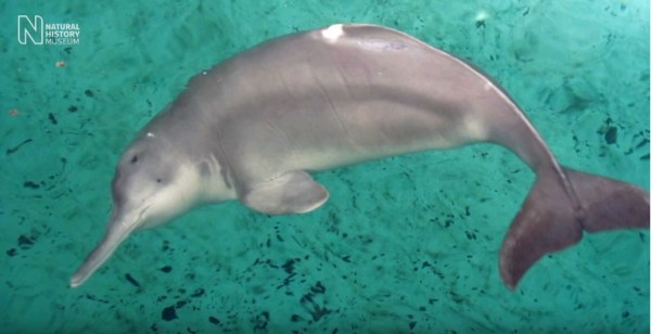 Chinese animal-protection volunteers claimed to have spotted a "functionally extinct" baiji dolphin in Yangtze River.