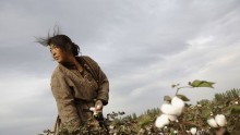  A farmer from Henan Province picks cotton in a cotton field on September 22, 2007 in Shihezi of Xinjiang Uygur Autonomous Region, China. 