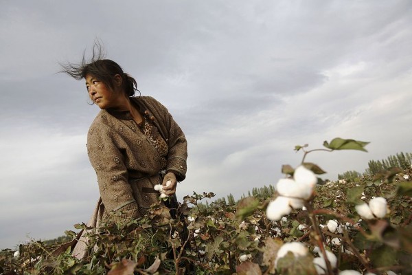  A farmer from Henan Province picks cotton in a cotton field on September 22, 2007 in Shihezi of Xinjiang Uygur Autonomous Region, China. 