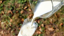 A new direct flight is planned to bring fresh milk from Chinese owned dairy in Tasmania to China. 