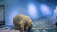 Polar Bear in Guangzhou Mall. 