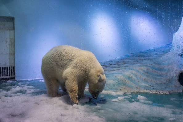 Polar Bear in Guangzhou Mall. 