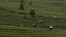  Farm labourers pick tea leaves at a tea plantation on March 9, 2007 in the outskirts of Chongqing Municipality, China.