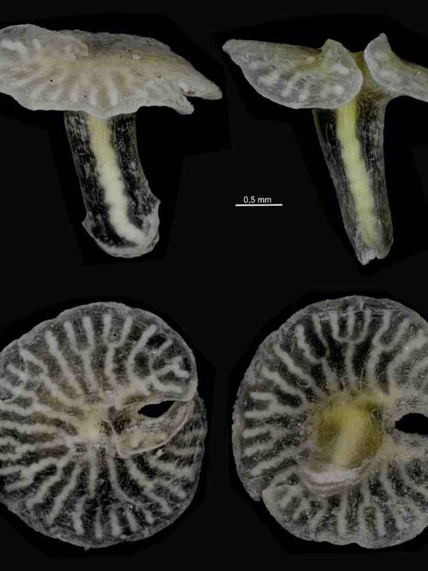 deep sea alien mushroom shaped creatures