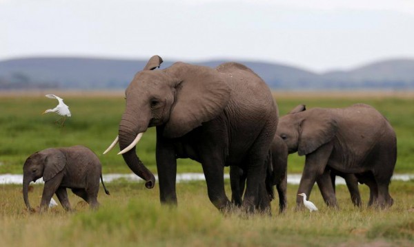 Elephant Poaching in Africa