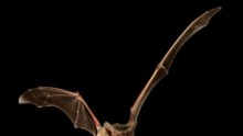  Brazilian free-tailed bat is the new fastest flying animal in the world.