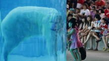 Tourists flock to view a bear in an aquarium