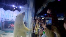 China's Famous Polar Bear Shifted from Mall.  