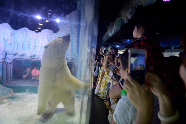 China's Famous Polar Bear Shifted from Mall.  